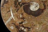 Fossil Orthoceras & Goniatite Round Plate - Stoneware #140063-1